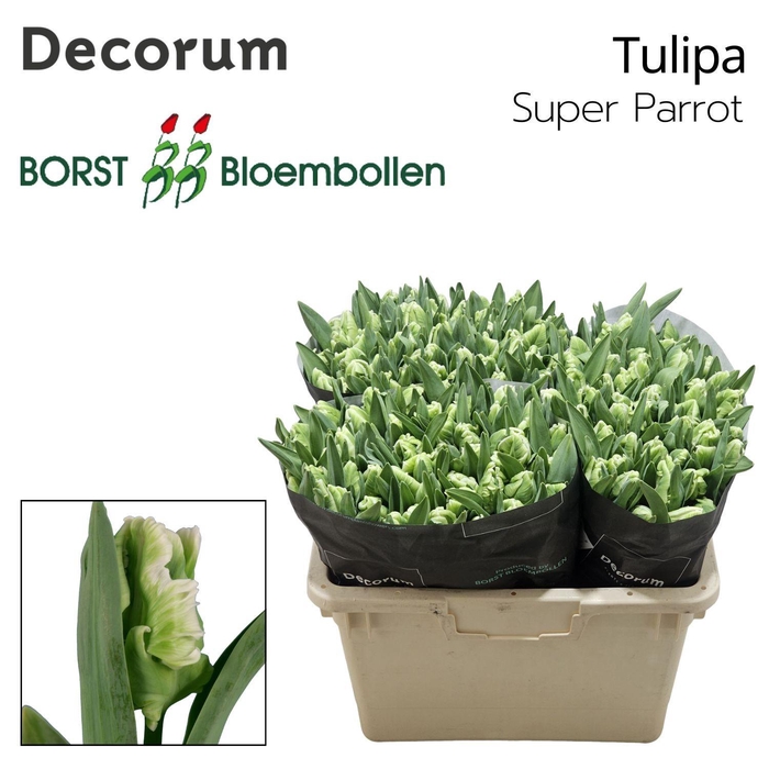 <h4>TU PA SUPER PARROT</h4>