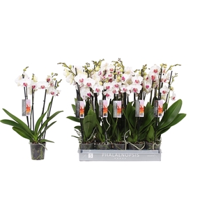 Phalaenopsis Red Lips, 4-spike 25+