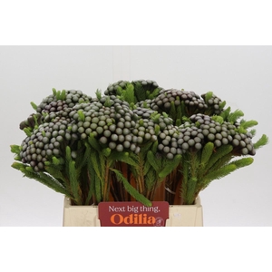 Cape Green Albiflora