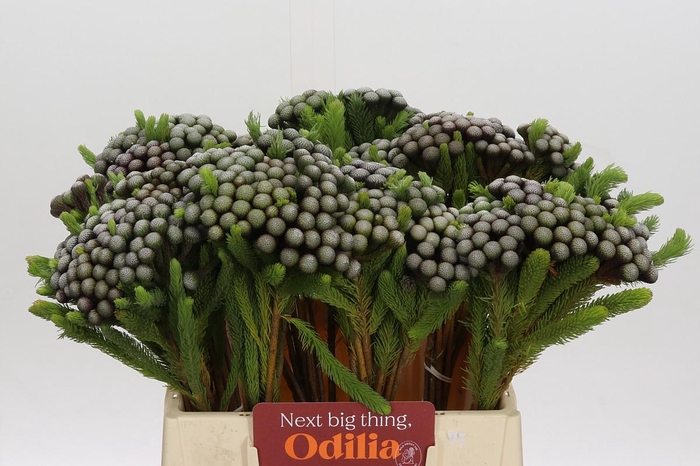 Cape Green Albiflora