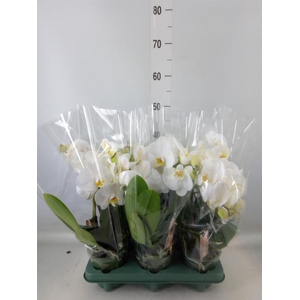 Phalaenopsis  'Spirit White'