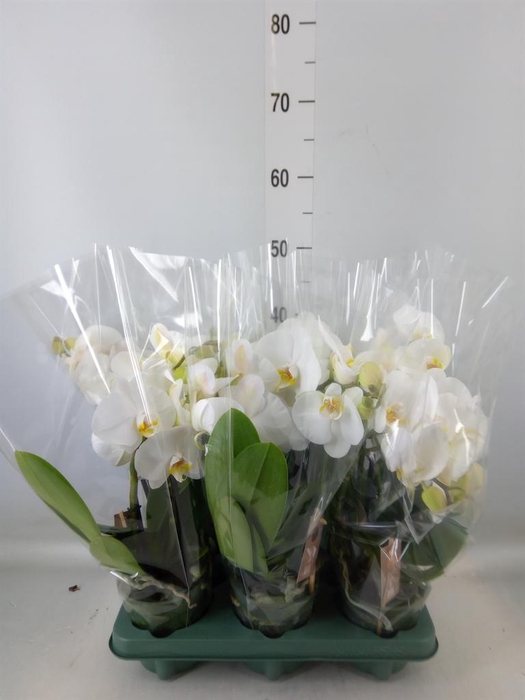 <h4>Phalaenopsis 'Spirit White'</h4>
