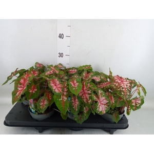 Caladium  'Carolyn Whorton'