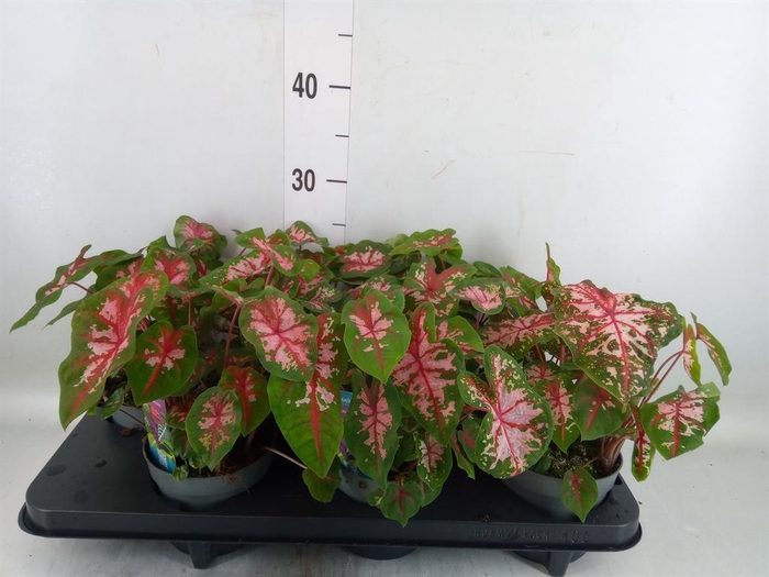 <h4>Caladium  'Carolyn Whorton'</h4>