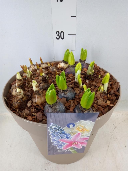 <h4>Bolbloemen   ...mix</h4>