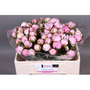 Paeonia Sarah Bernhardt | Heavy Quality