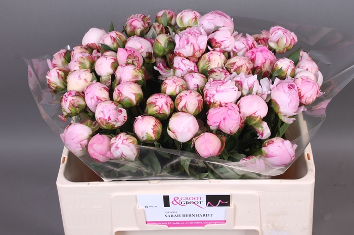 <h4>Paeonia Sarah Bernhardt | Heavy Quality</h4>