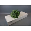 Oxypetalum Tweedia Blue