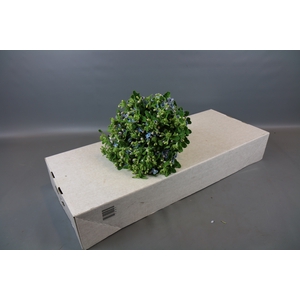 Oxypetalum Tweedia Blue