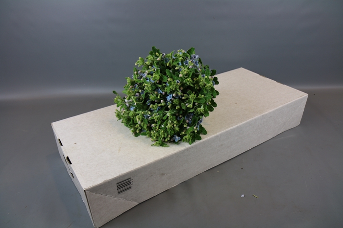 Oxypetalum Tweedia Blue