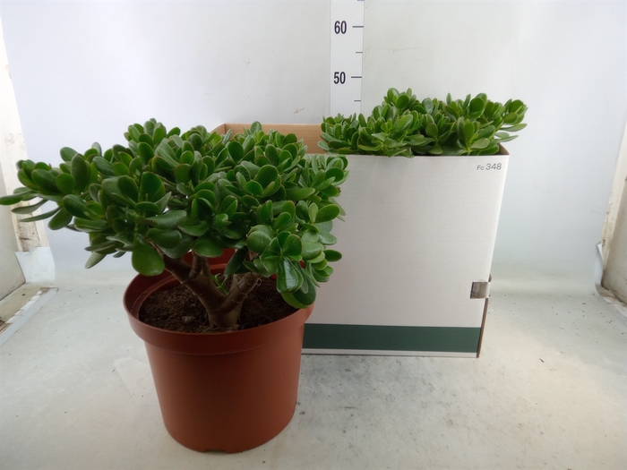 <h4>Crassula ovata</h4>