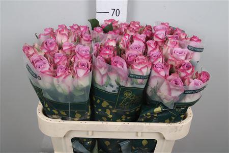 <h4>R Gr Thriller</h4>