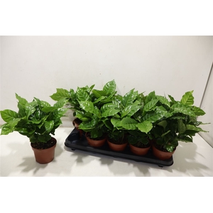 Coffea Arabica
