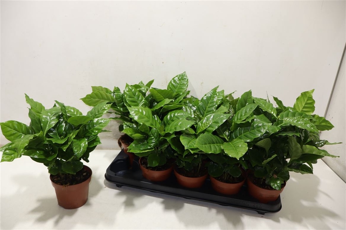<h4>Coffea Arabica</h4>