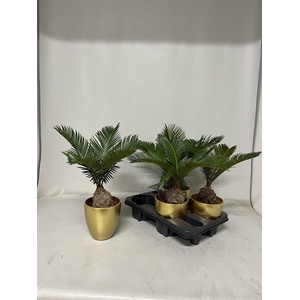 CYCAS REVOLUTA