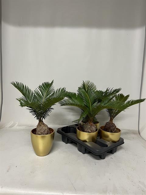 <h4>CYCAS REVOLUTA</h4>
