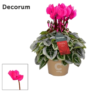 Cyclamen SS Picasso Pink Cozy