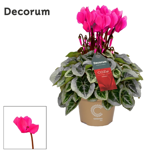 <h4>Cyclamen SS Picasso Pink Cozy</h4>