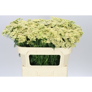Achillea Cleopatra