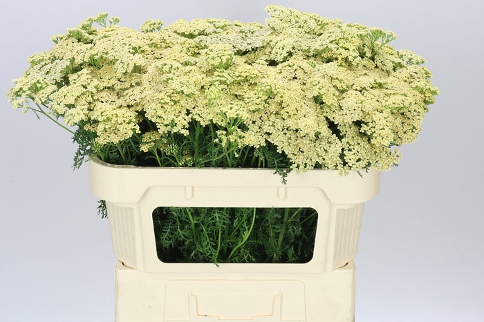 <h4>Achillea Cleopatra</h4>