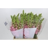 Antirrhinum Potomac Early Pink