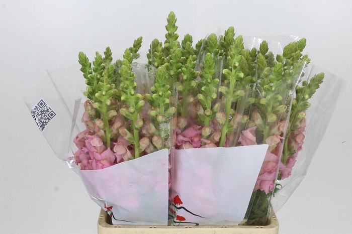 <h4>Antirrhinum Potomac Early Pink</h4>