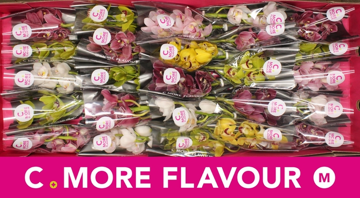 <h4>CYMB MI GEM</h4>