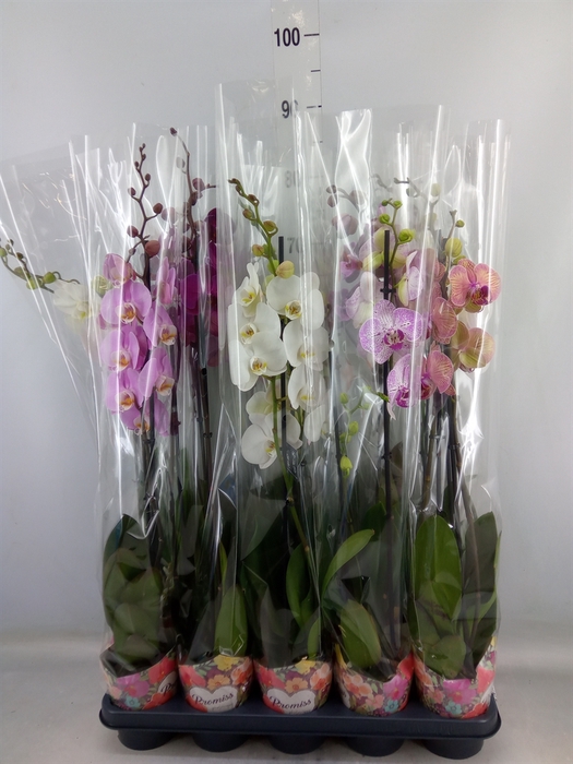 <h4>Phalaenopsis   ...mix  5</h4>