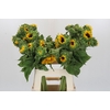 Helianthus Orange Fire