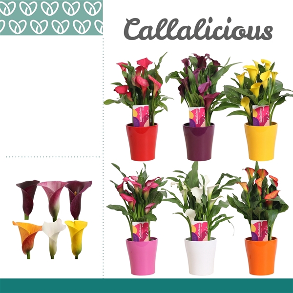 <h4>Zantedeschia Mix in Ompot Amy</h4>