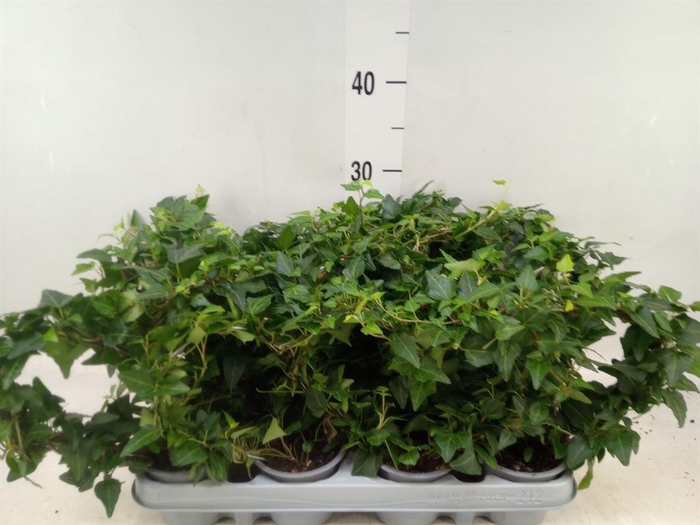 <h4>Hedera helix</h4>