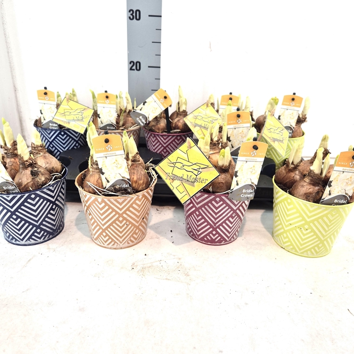 <h4>ARR NARCISSUS</h4>