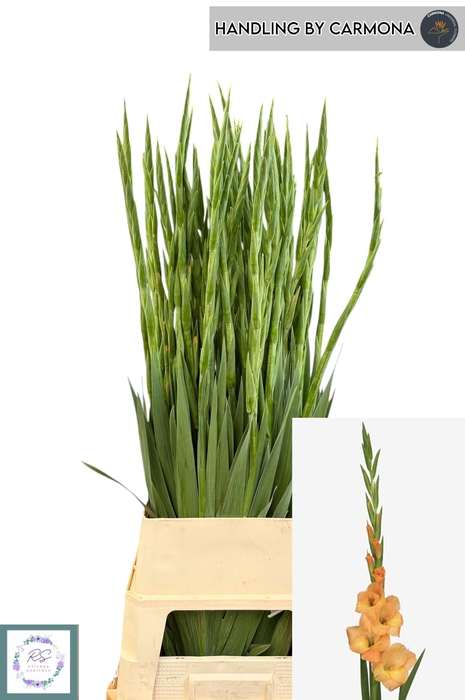 <h4>GLAD GR CORNELLI</h4>