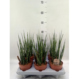 Sansevieria 'Fernwood'