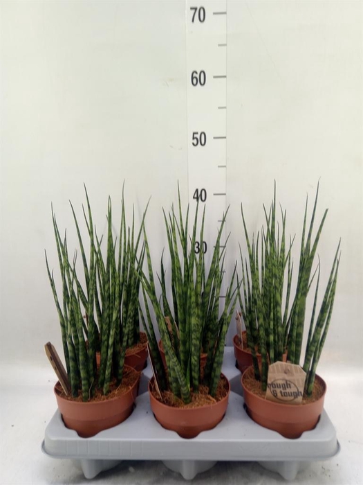 <h4>Sansevieria 'Fernwood'</h4>