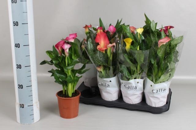 <h4>ZANT GEM 4 KL</h4>