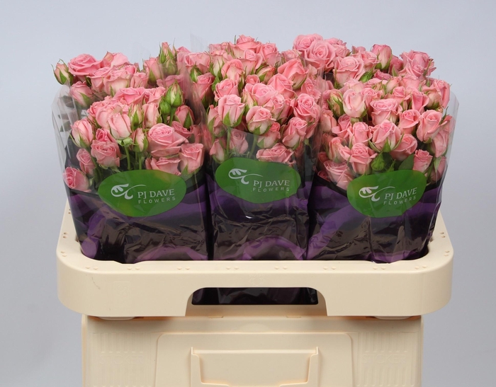 <h4>R TR ODILIA</h4>