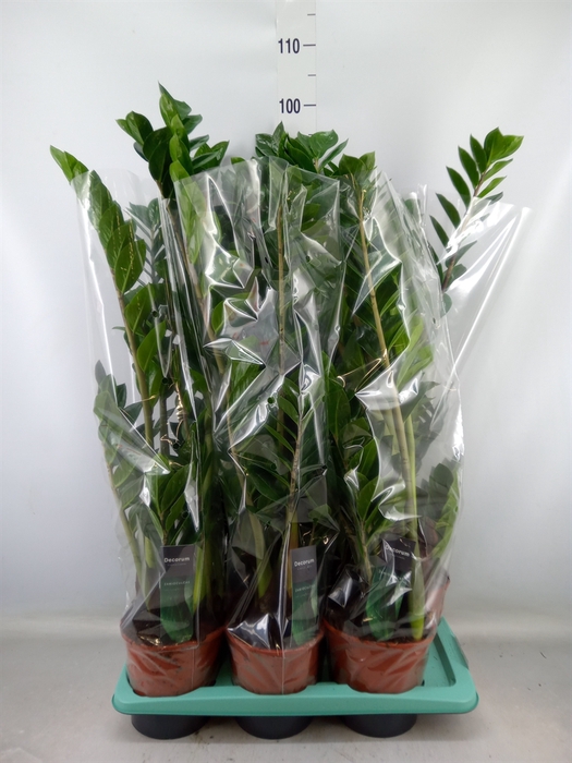 <h4>Zamioculcas zamiifolia</h4>