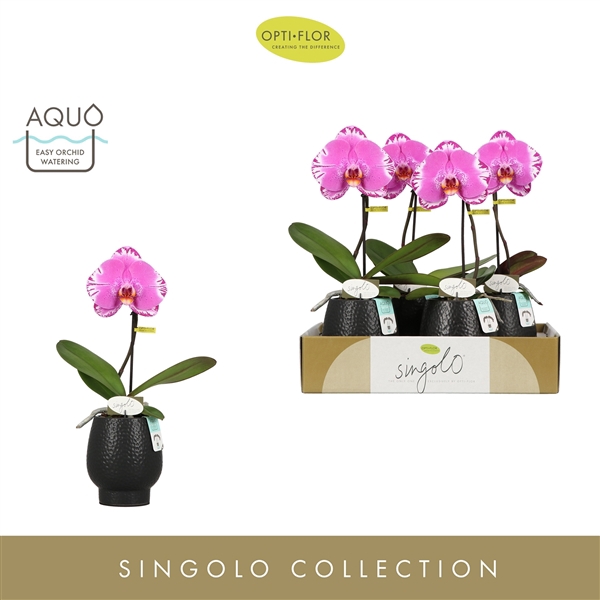 <h4>Singolo Victorio in Abruzzo Black Aquo</h4>