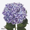 Hydrangea sunsation
