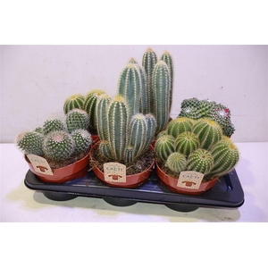 arr8 Cactus Gem