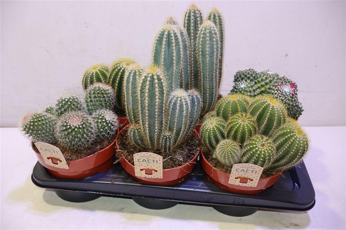 <h4>arr8 Cactus Gem</h4>