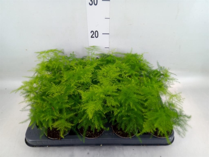 <h4>Asparagus setaceus</h4>