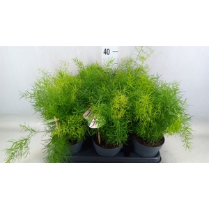 Asparagus dens. 'Sprengeri'