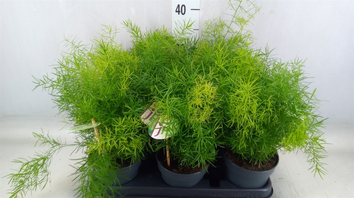 <h4>Asparagus dens. 'Sprengeri'</h4>