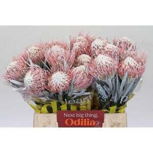 Nutans Painted White