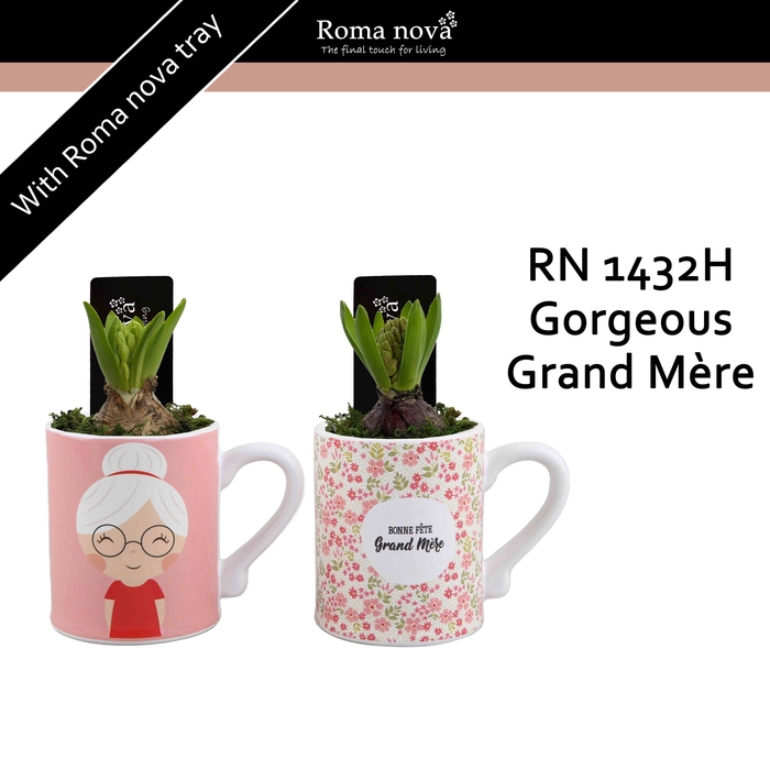 <h4>1432H - Gorgeous Grand Mère (Hyacint)</h4>