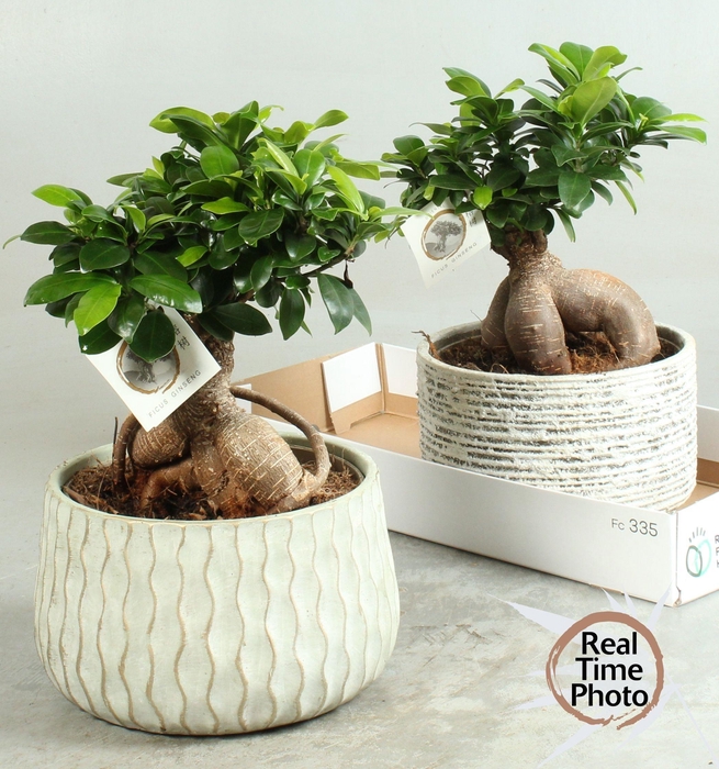 <h4>FIC MI GINSENG</h4>