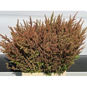 RUMEX PATIENTIA