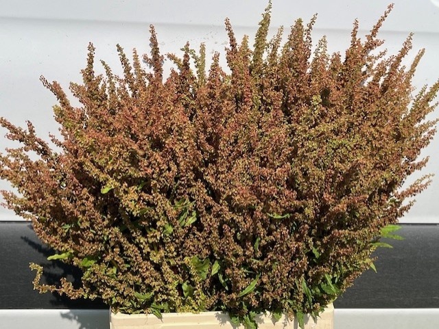 <h4>RUMEX PATIENTIA</h4>